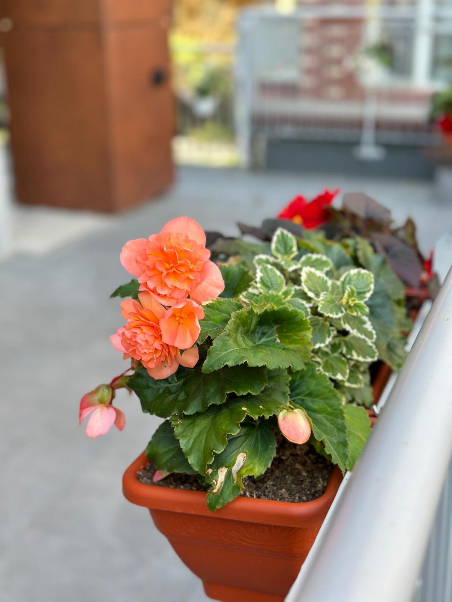 Apartment Joy Garden